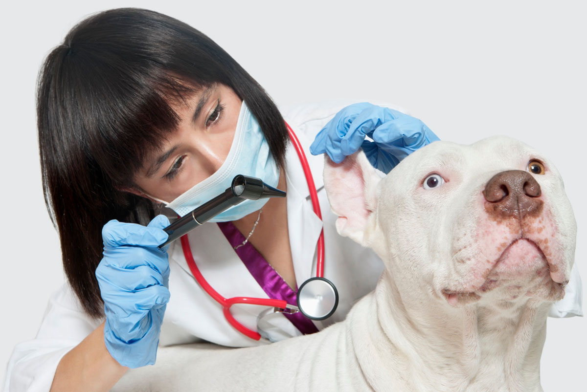 When is the Right Time to Call a Veterinarian